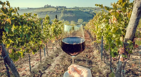 Experiencia de Hacienda y Vinos