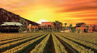 Ruta del Vino Light en Ensenada